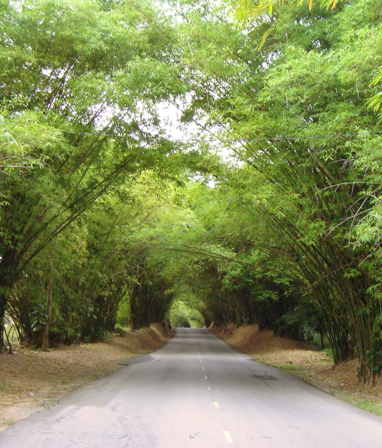 Aleja bambusowa jamajka jamaicayesi